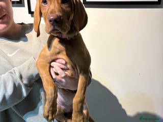 Hungarian Vizsla dogs 10 week old adorable Hungarian Vizsla Girl - Advert 4
