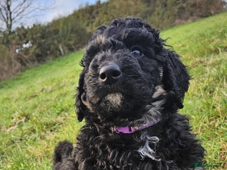 Bernedoodle dogs Exceptional Quality ❤️ Health tested - Advert 14