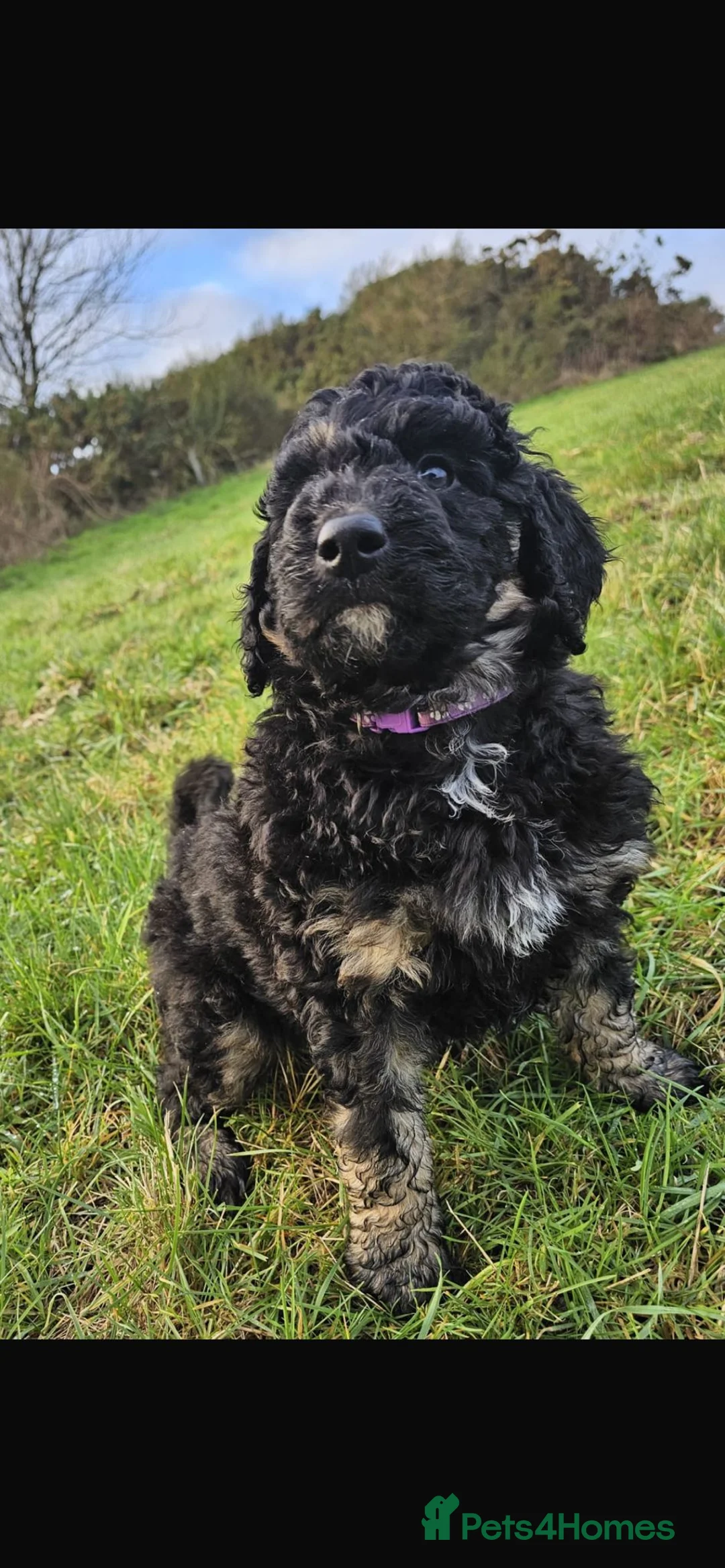 Bernedoodle dogs for sale: Sold 💙 - Advert 9