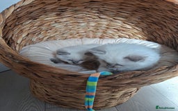Ragdoll cats for sale: Stunning Ragdoll kittens  - Image 27