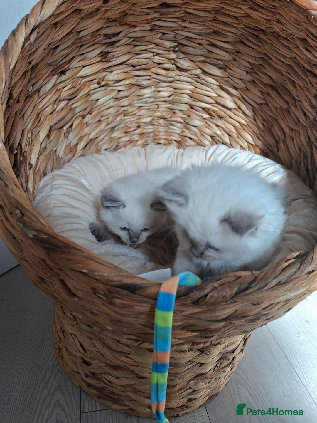 Ragdoll cats for sale: Stunning Ragdoll kittens  - Image 27