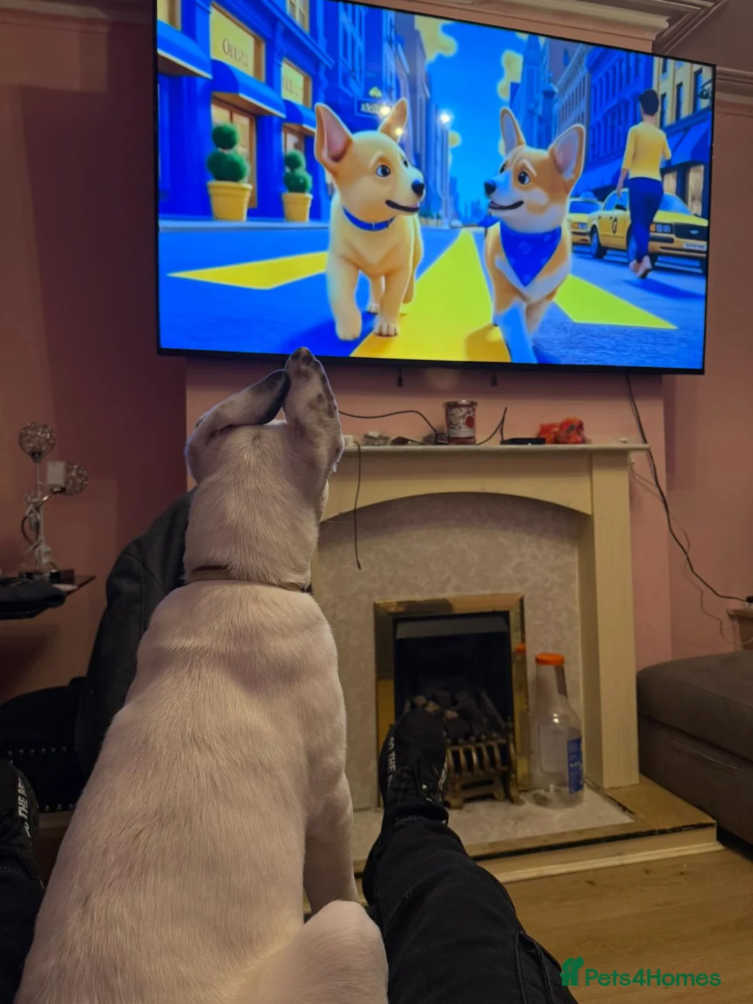 Mixed Breed dogs for sale: Akita/staffy puppy 7 months old in Warrington - Advert 13