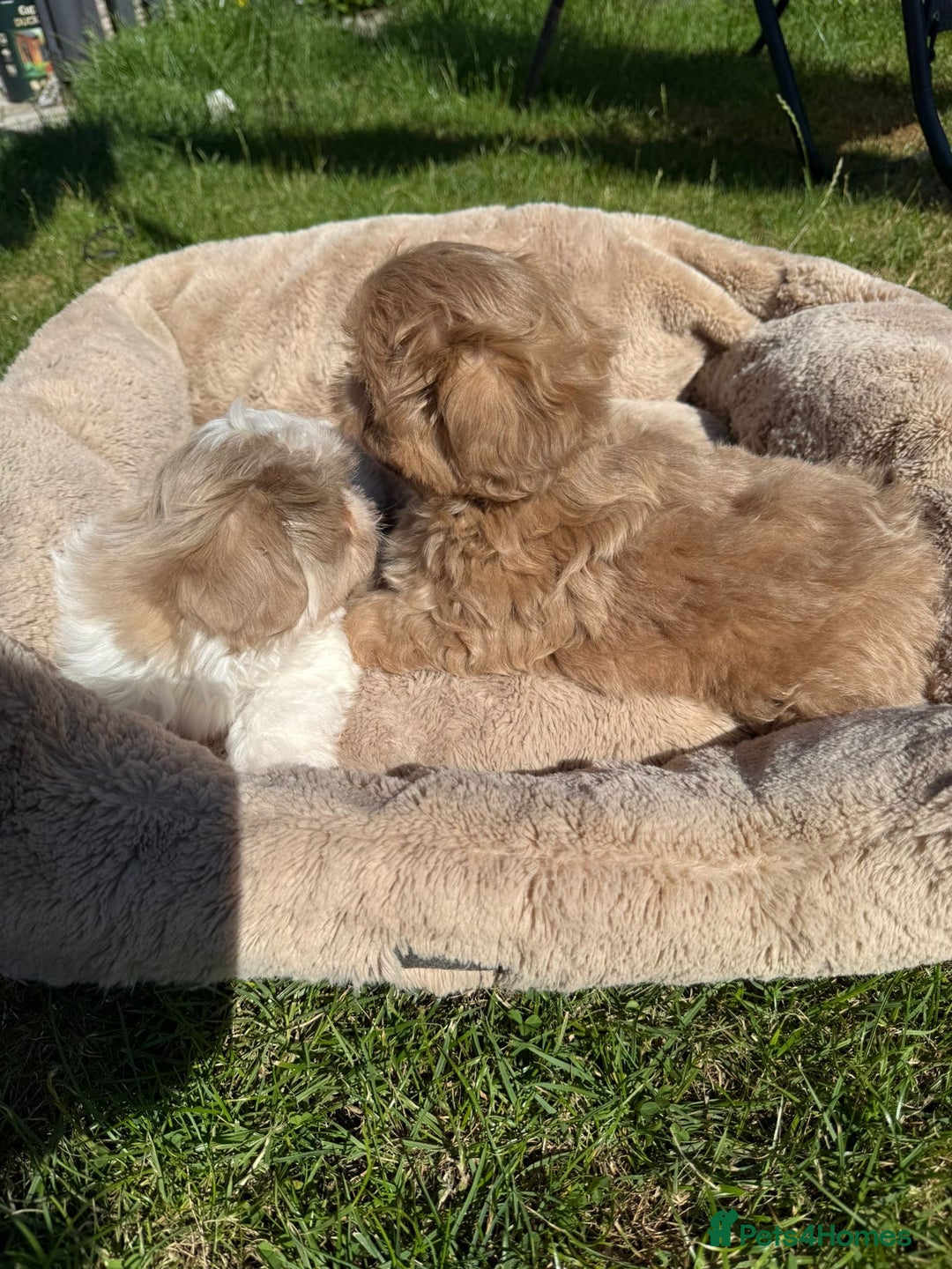 Shih Tzu dogs for sale: Stunning Shih Tzu pups 2 boys - Image 2