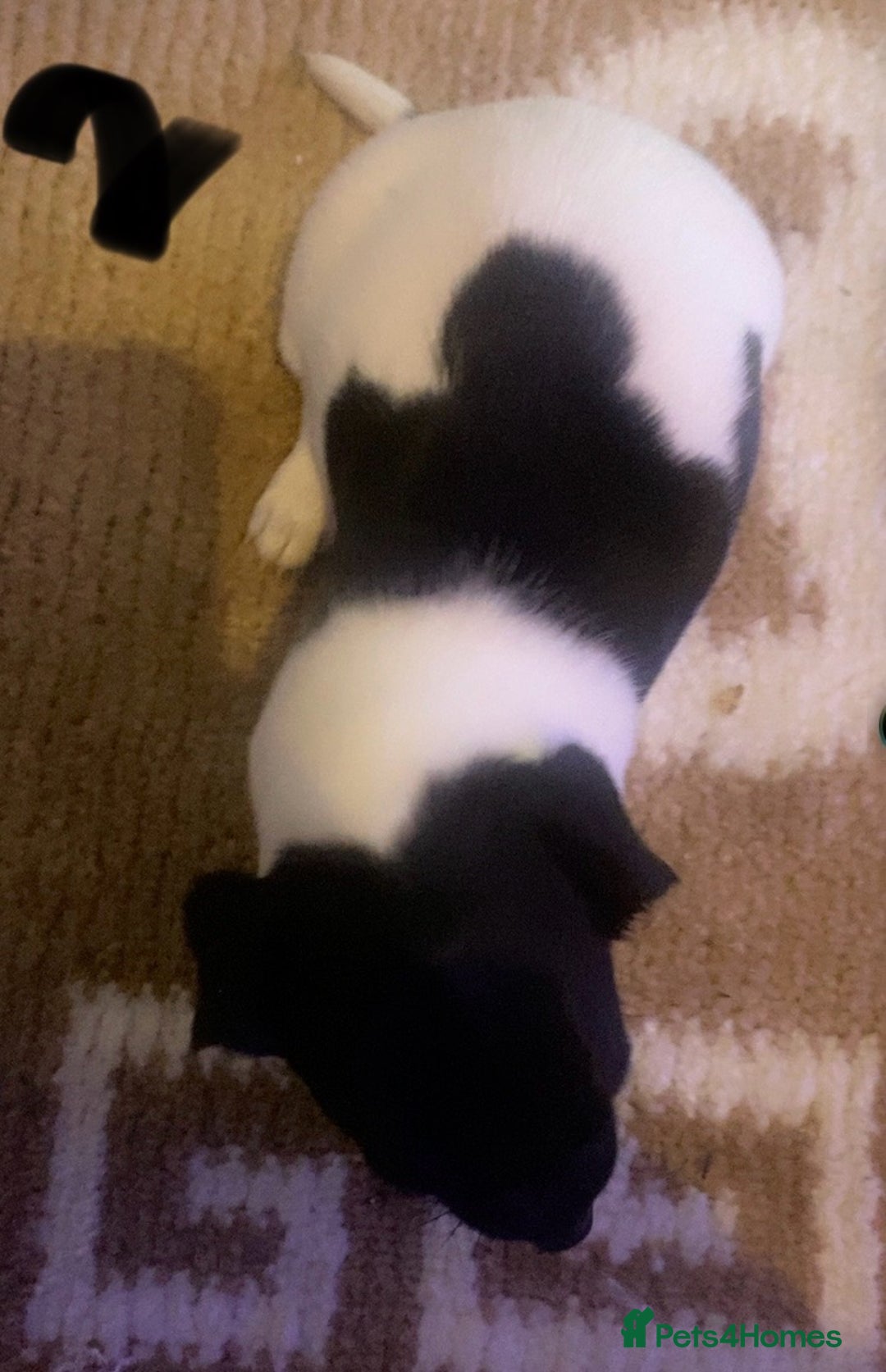 Jack Russell dogs for sale: Jack Russel pups  - Advert 4
