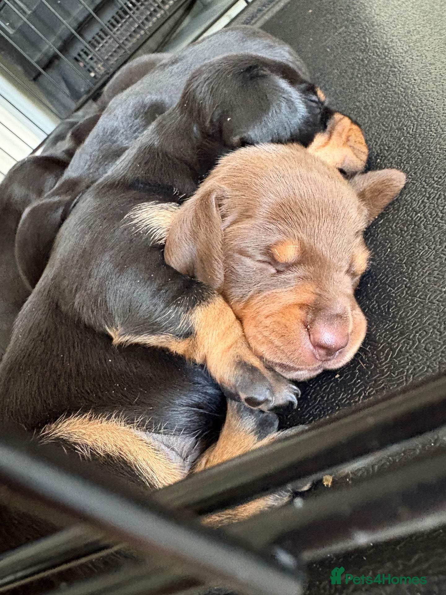 Dachshund dogs Beautiful dachshund puppies  - Advert 2