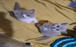 British Shorthair cats for sale: Full pedigree, British short hairs ready now. - Image 16