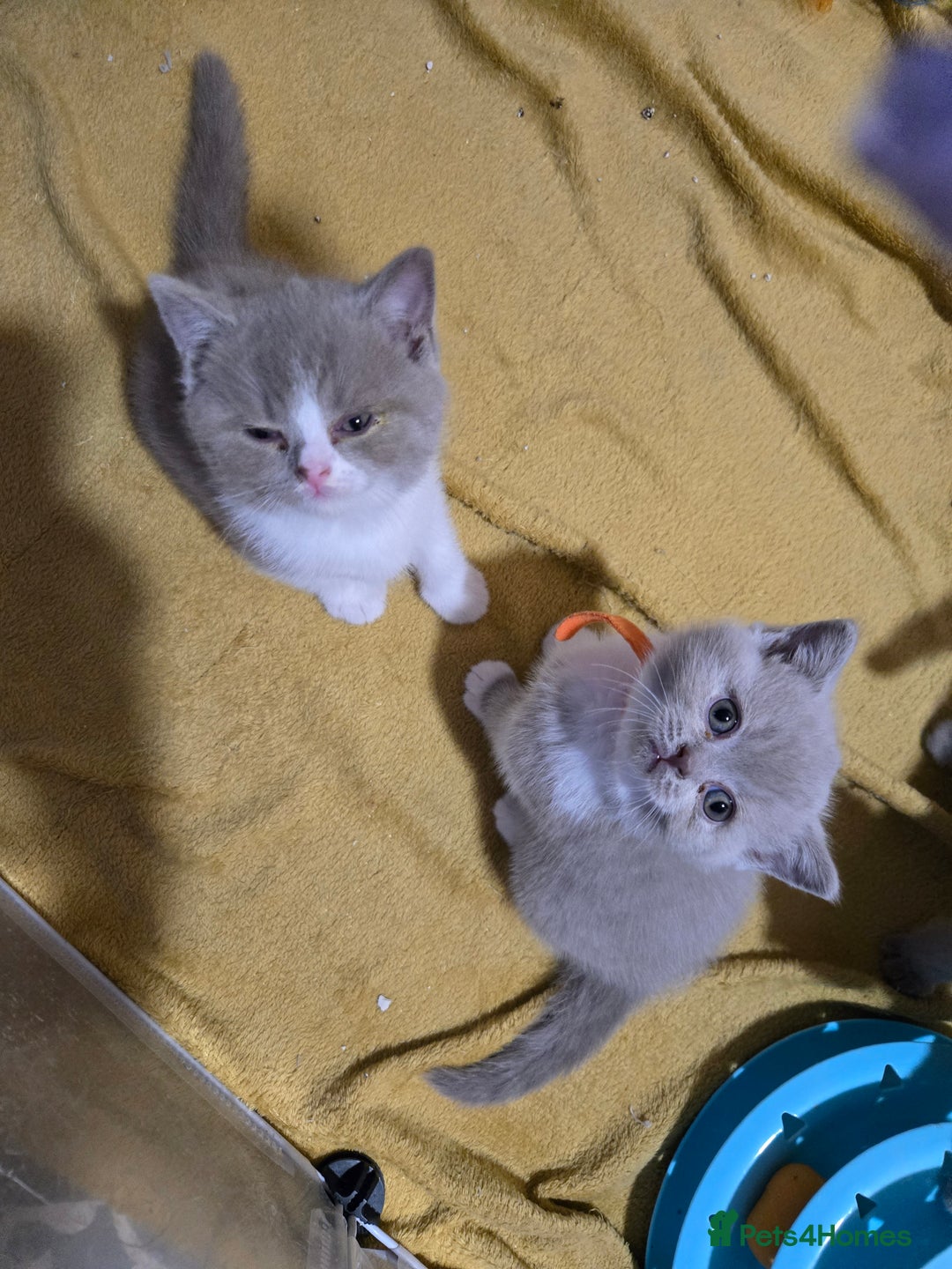 British Shorthair cats for sale: Full pedigree, British short hairs ready now. - Image 16