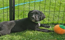 Springador dogs for sale: 💥FULL HEALTH TESTED BLACK SPRINGERDORS FOR SALE💥 in Market Drayton - Image 8