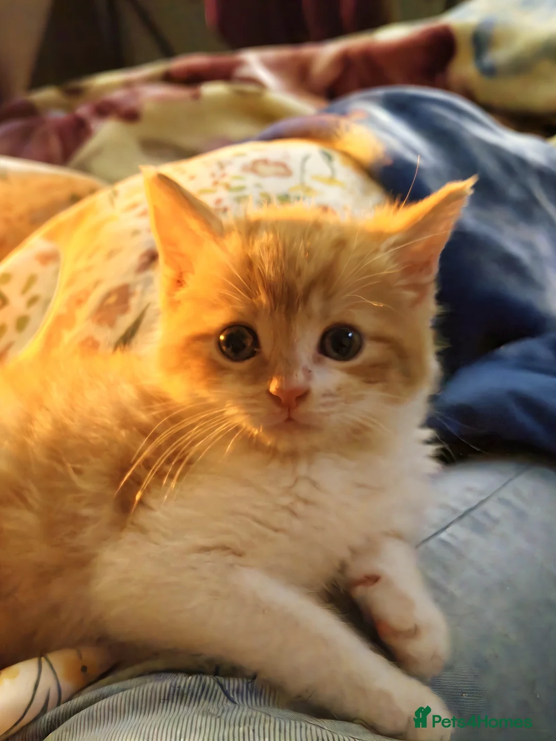 British Shorthair cats for sale: Luffy - Advert 1
