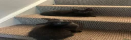Mixed Breed cats for sale: Black half Ragdoll kittens for sale - Advert 3