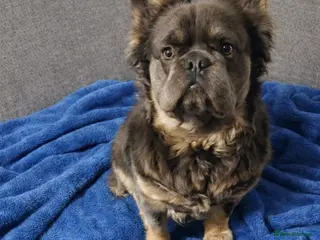 French Bulldog dogs DWKC FLUFFY FRENCHIE - Advert 11