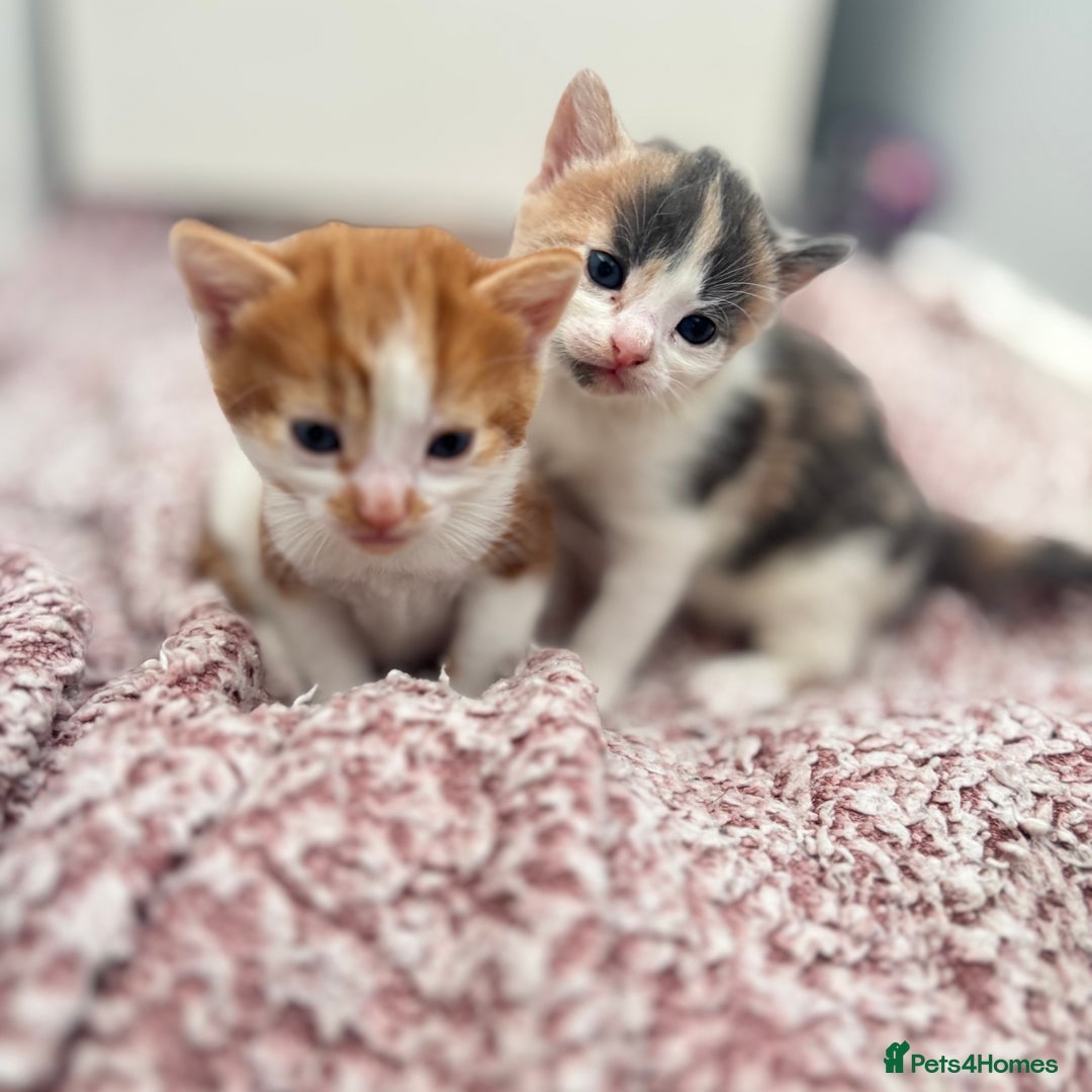 Mixed Breed cats for sale: Gorgeous kittens  - Image 10