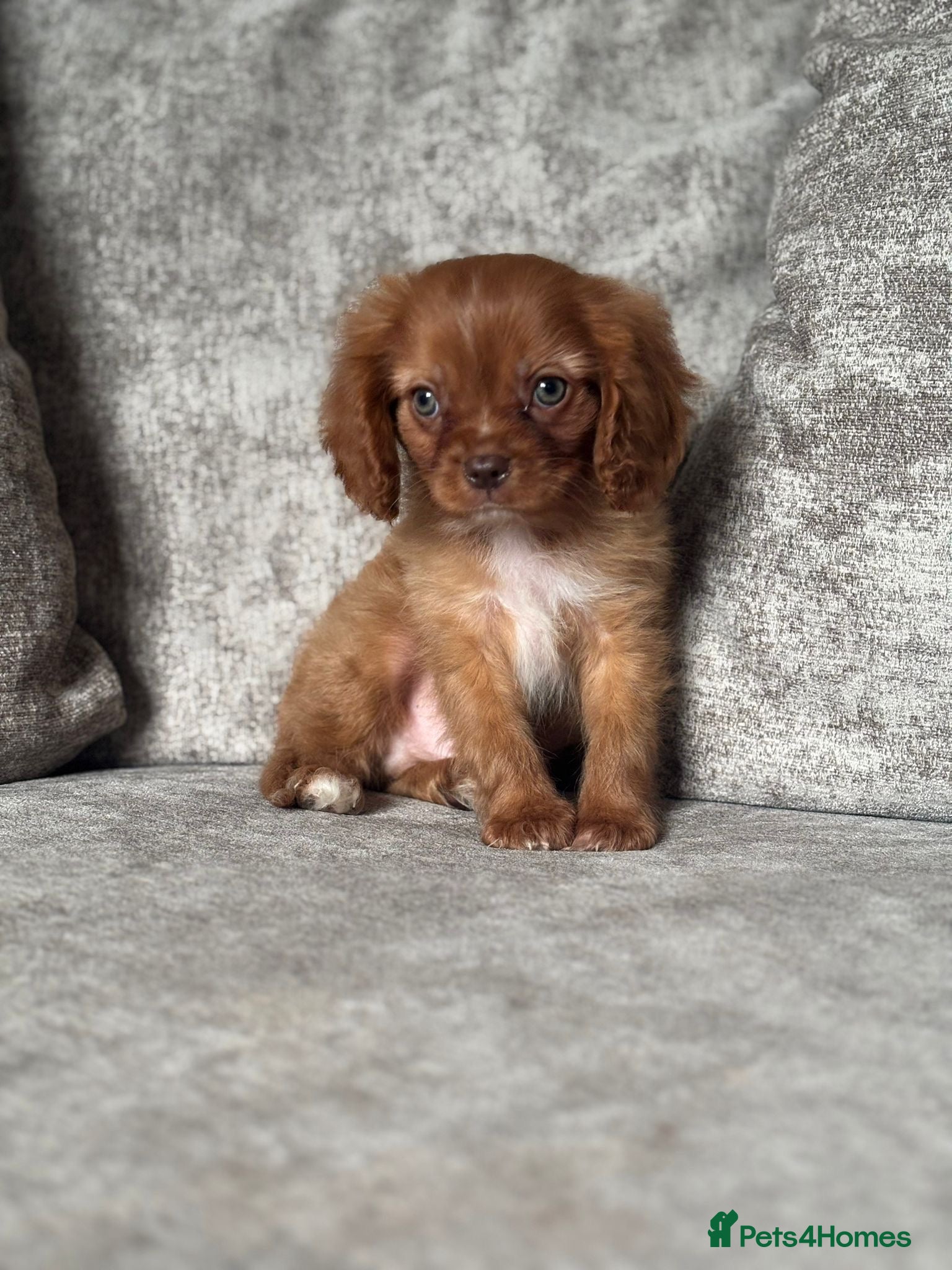 Cavalier King Charles Spaniel dogs CAVALIER KING CHARLES SPANIEL PUPPIES - Advert 1