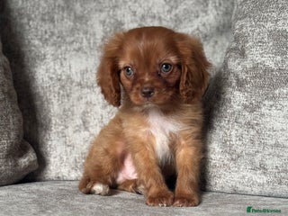 Cavalier King Charles Spaniel dogs CAVALIER KING CHARLES SPANIEL PUPPIES - Advert 6