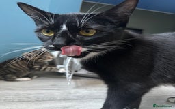 Mixed Breed cats for sale: Pregnant Adult Cat - Image 3