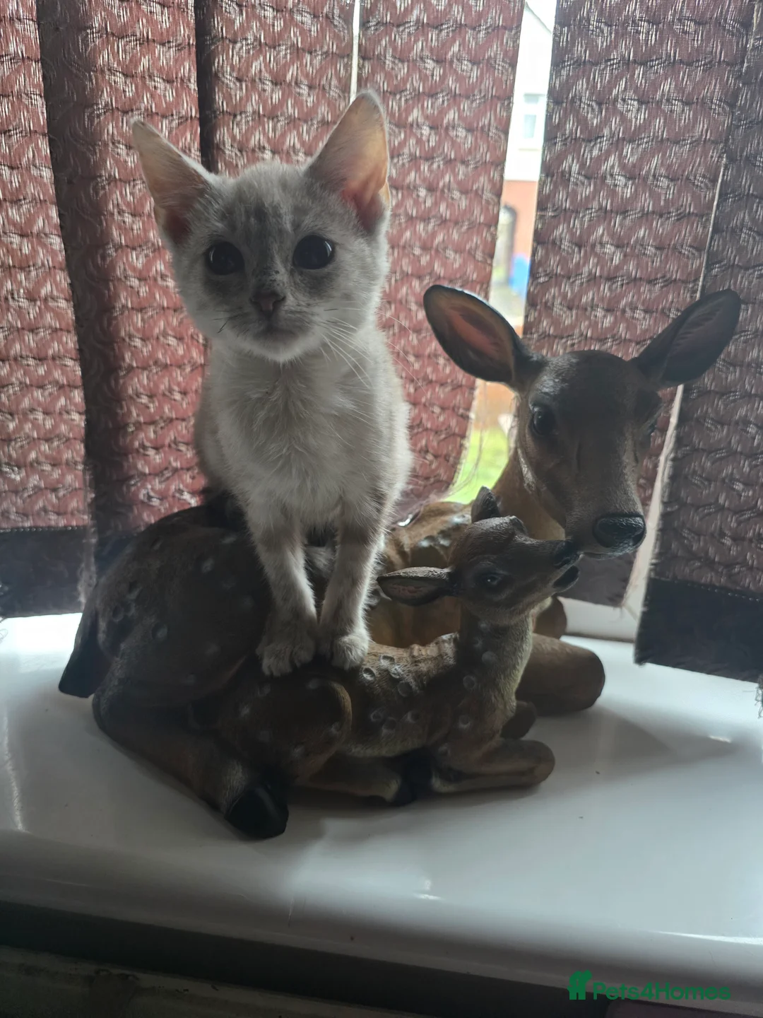 Mixed Breed cats for sale: Snow bengal x kittens ready now - Advert 4