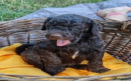 Standard Poodle dogs for sale: Lovely Standard Poodles puppies - Image 3