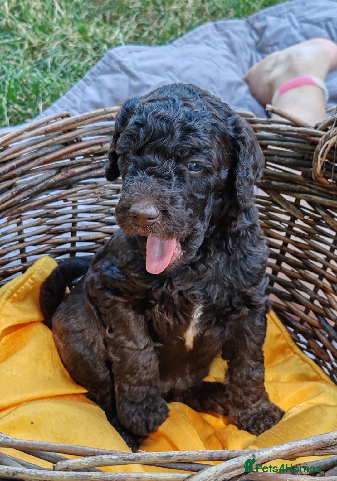 Standard Poodle dogs for sale: Lovely Standard Poodles puppies - Image 3