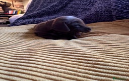 Miniature Dachshund dogs for sale: Beautiful miniature dachshunds for sale  - Image 3