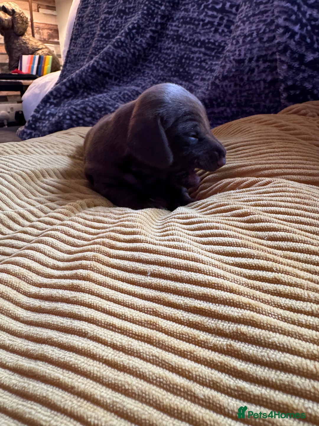 Miniature Dachshund dogs for sale: Beautiful miniature dachshunds for sale  - Image 3