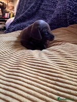 Miniature Dachshund dogs - Advert 1