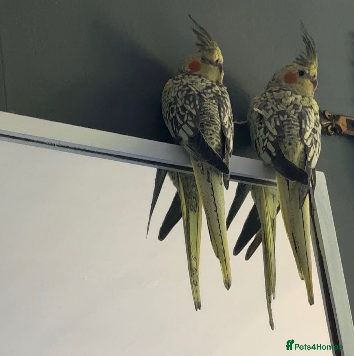 Cockatiels birds 2  young hand  tamed cockatiels for sale - Advert 6