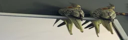 Cockatiels birds for sale: 2  young hand  tamed cockatiels for sale - Advert 1