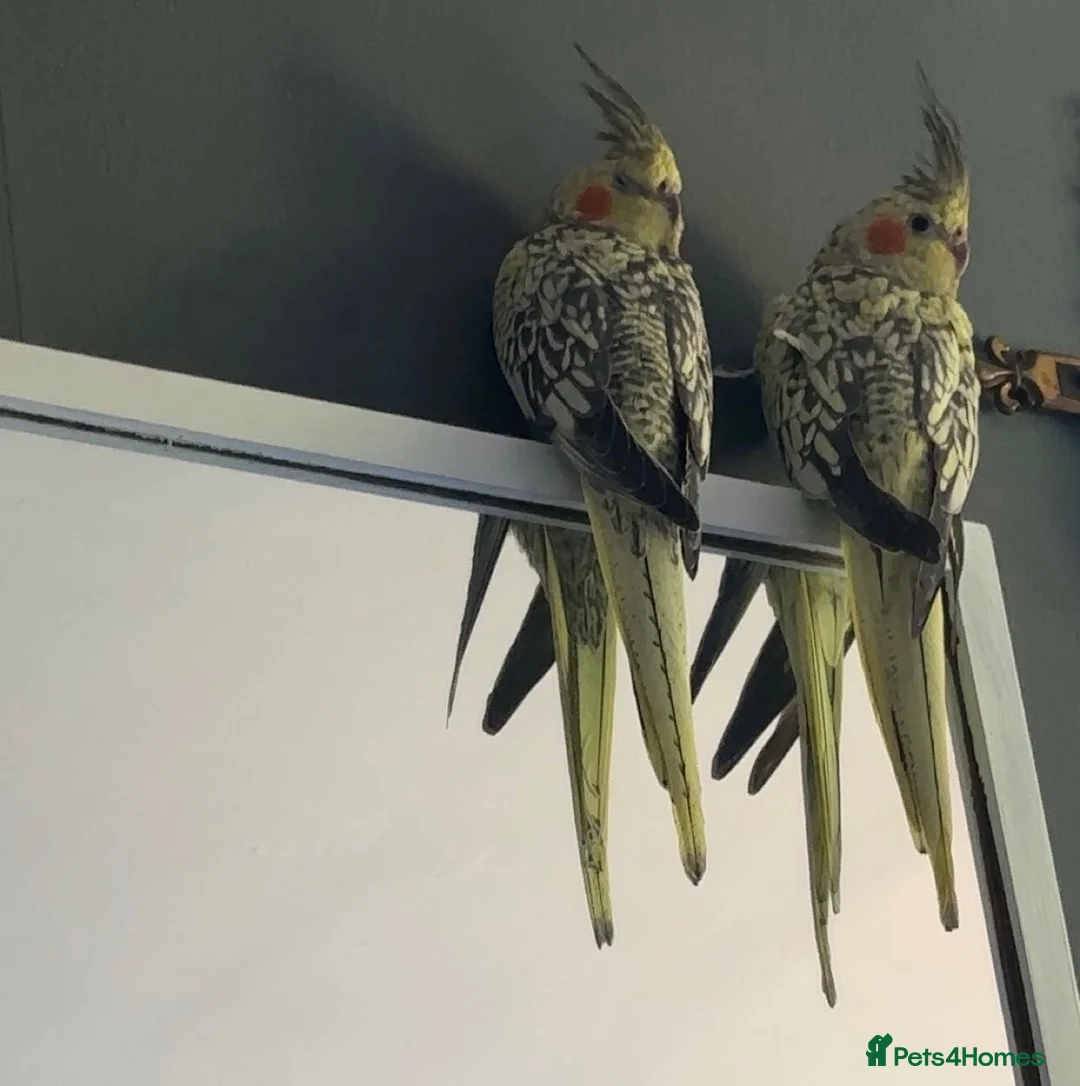 Cockatiels birds for sale: 2  young hand  tamed cockatiels for sale - Advert 1