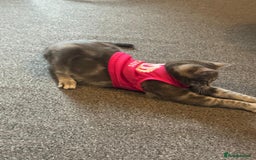Domestic Shorthair cats for sale: 2 gorgeous kittens for sale - Image 11