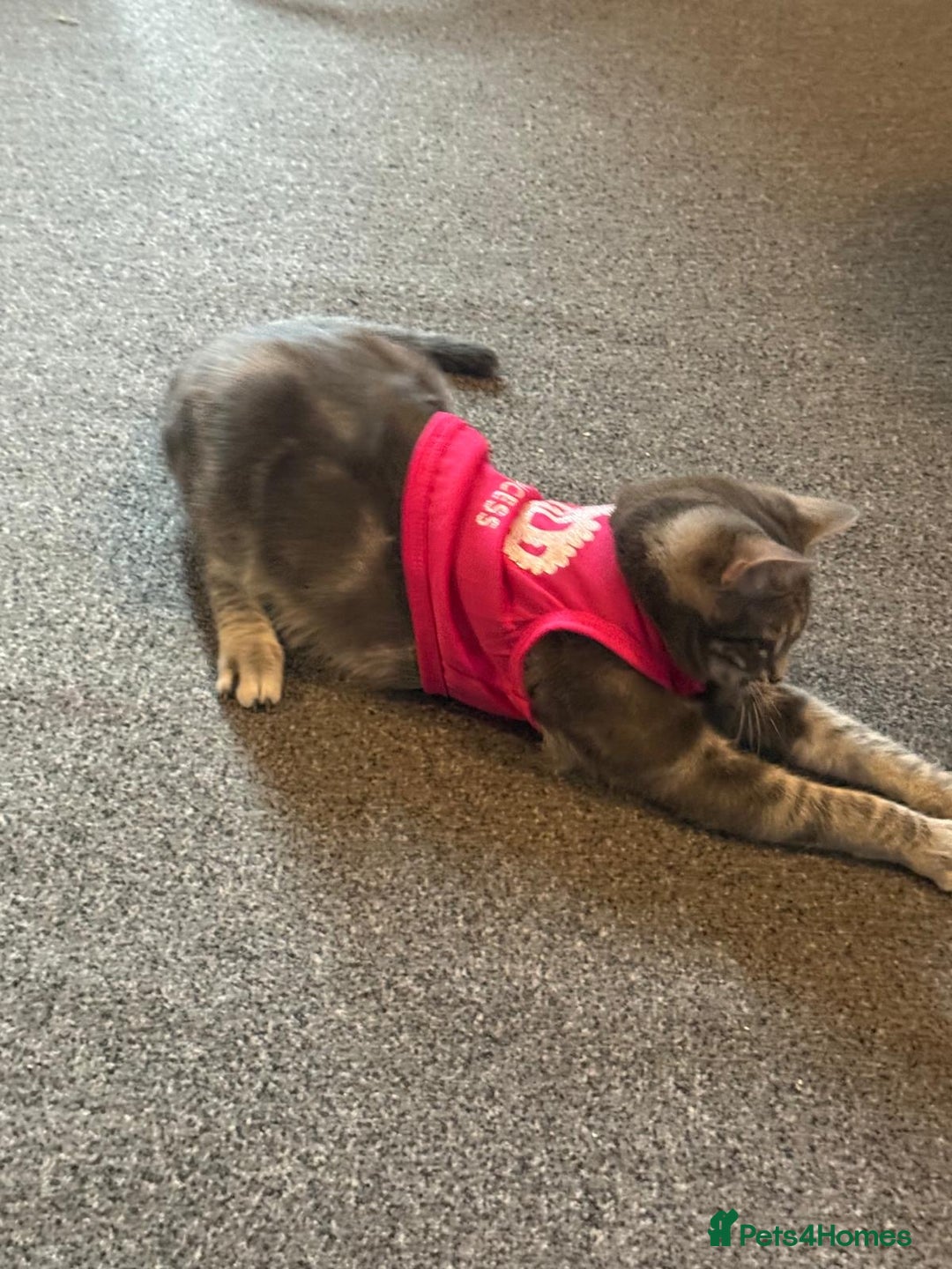 Domestic Shorthair cats for sale: 2 gorgeous kittens for sale - Image 11