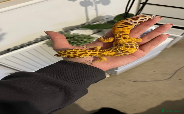 Leopard Gecko reptiles - Advert 2