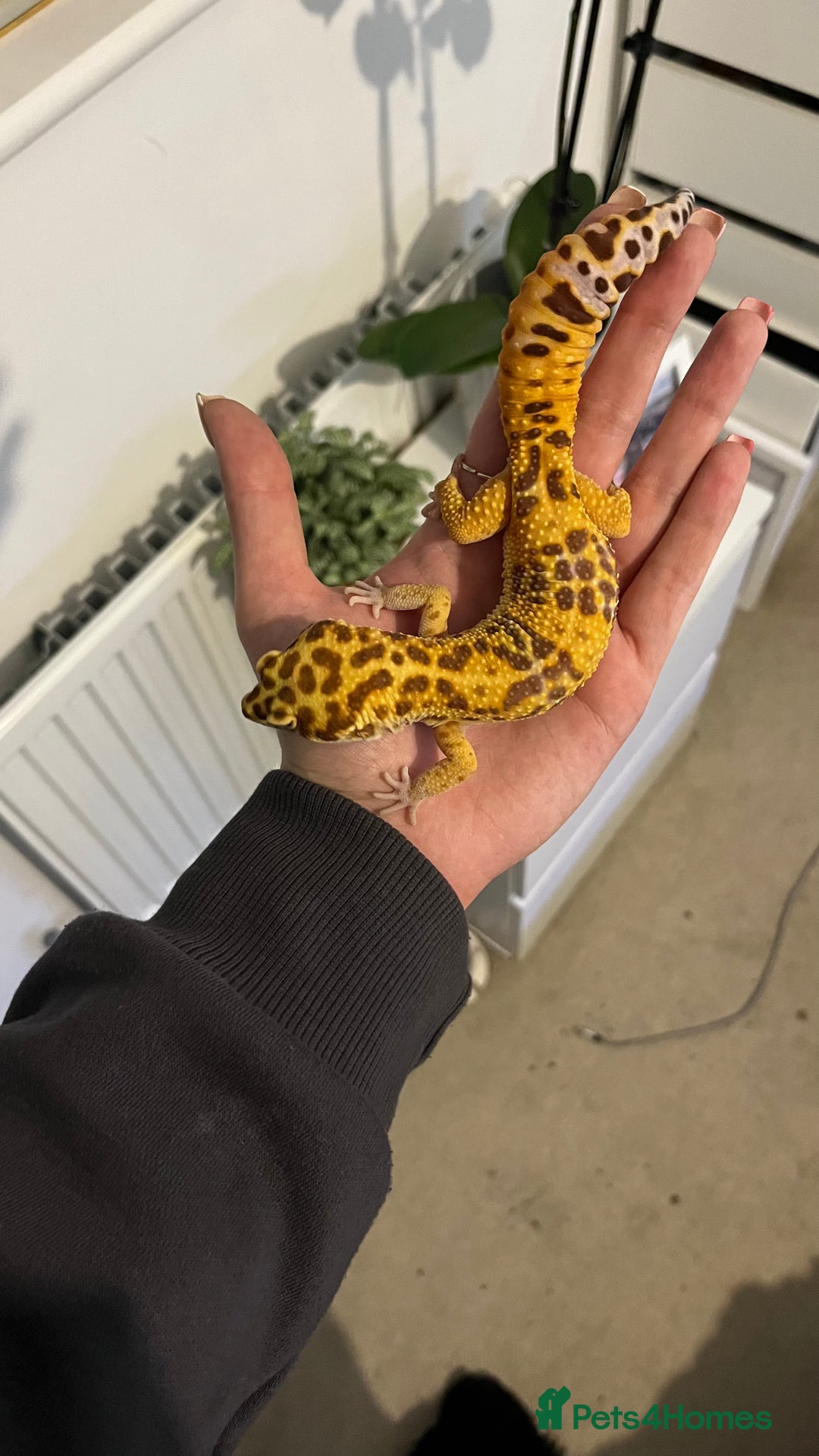 Leopard Gecko reptiles for sale: 4x Leopard geckos  - Image 1