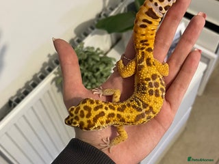 Leopard Gecko reptiles - Advert 7