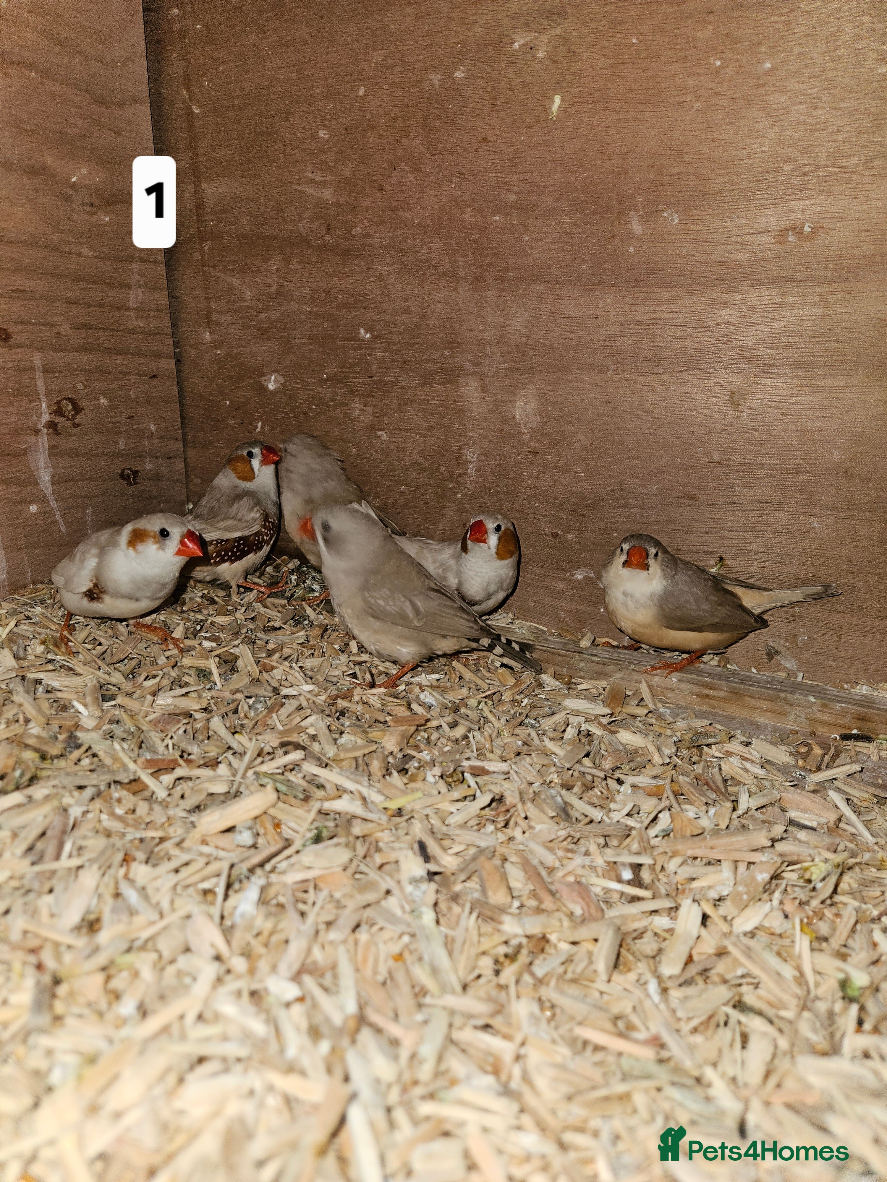 Finches birds Zebra finch   - Advert 10