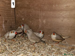Finches birds Zebra finch - Advert 10