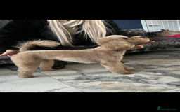 Mixed Breed dogs for sale: Adult female KC  - Image 1