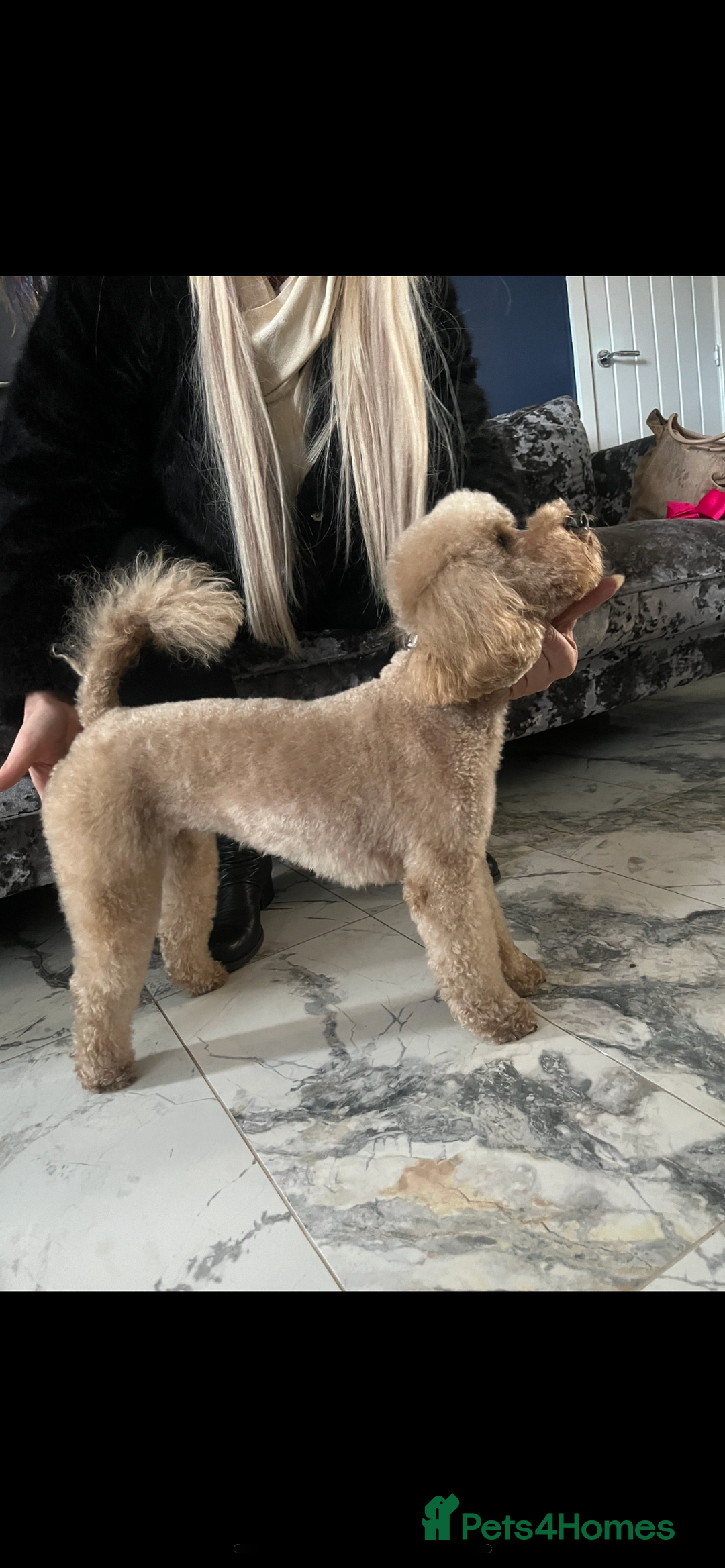 Mixed Breed dogs for sale: Adult female KC  - Image 1