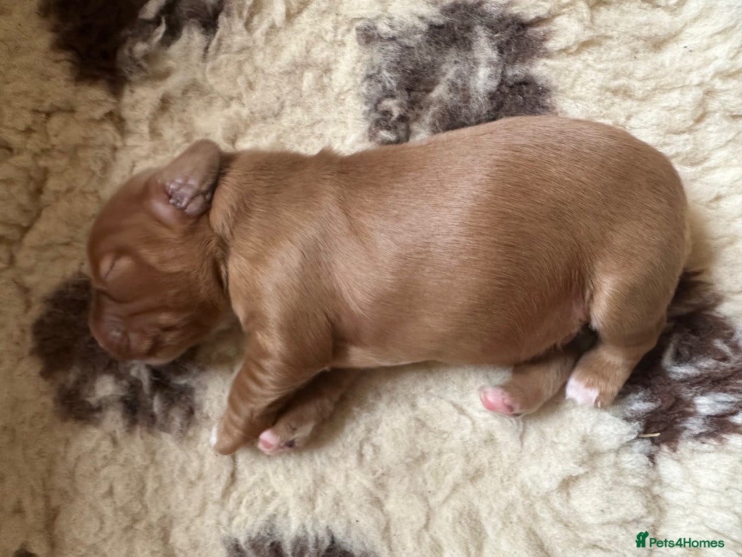 Mixed Breed dogs for sale: Golden Red Cockalier Puppies 1x boy 1x girl  - Advert 7