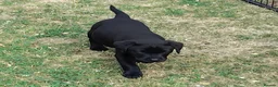 Labrador Retriever dogs for sale: Labrador pups KC extensively health tested parents - Advert 6