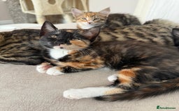 Mixed Breed cats for sale: 1 BEAUTIFUL KITTEN LEFT - 1 BOY! - Image 20