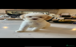 Lagotto Romagnolo dogs for sale: Quality lagotto pups - Image 4