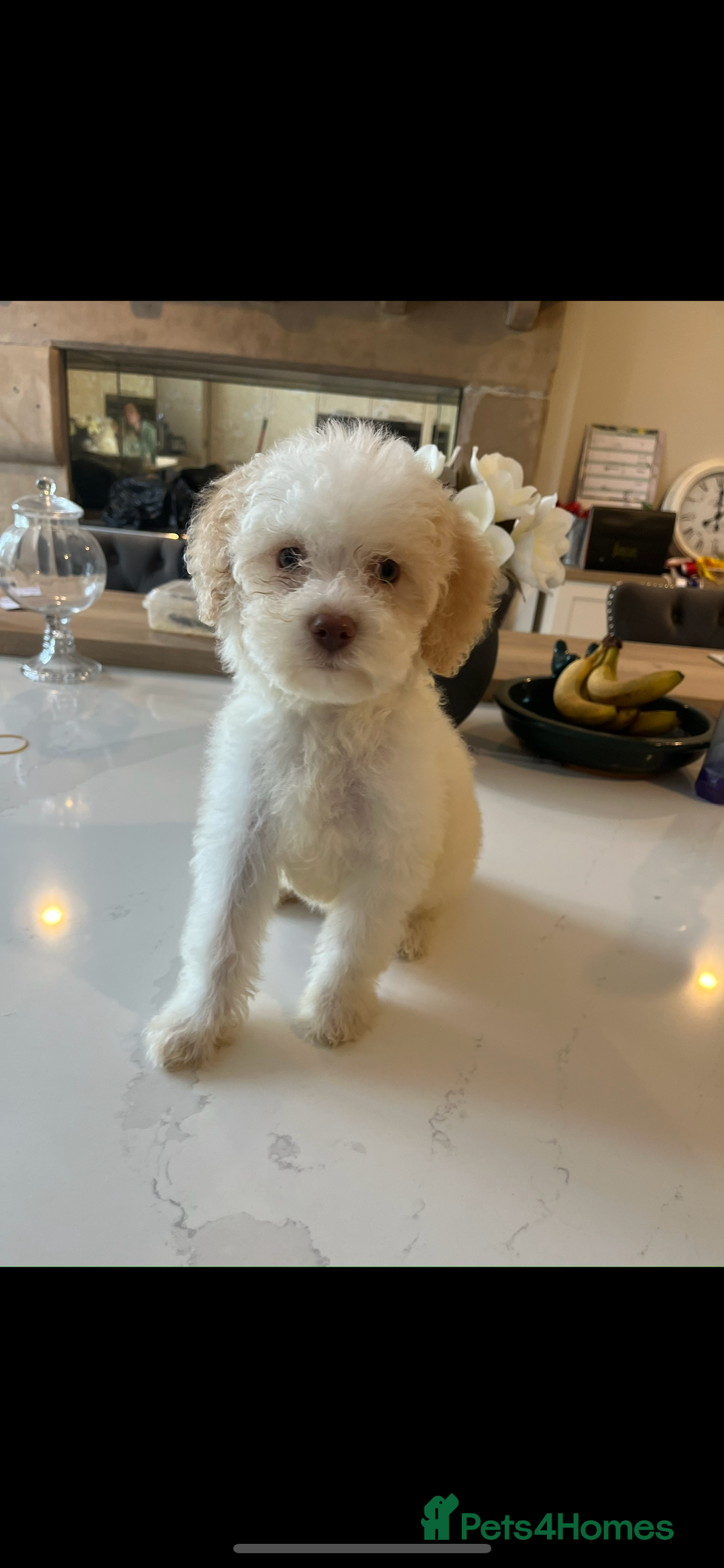 Lagotto Romagnolo dogs for sale: Quality lagotto pups - Image 4