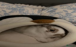 English rabbits for sale: Benji the rabbit  - Image 2