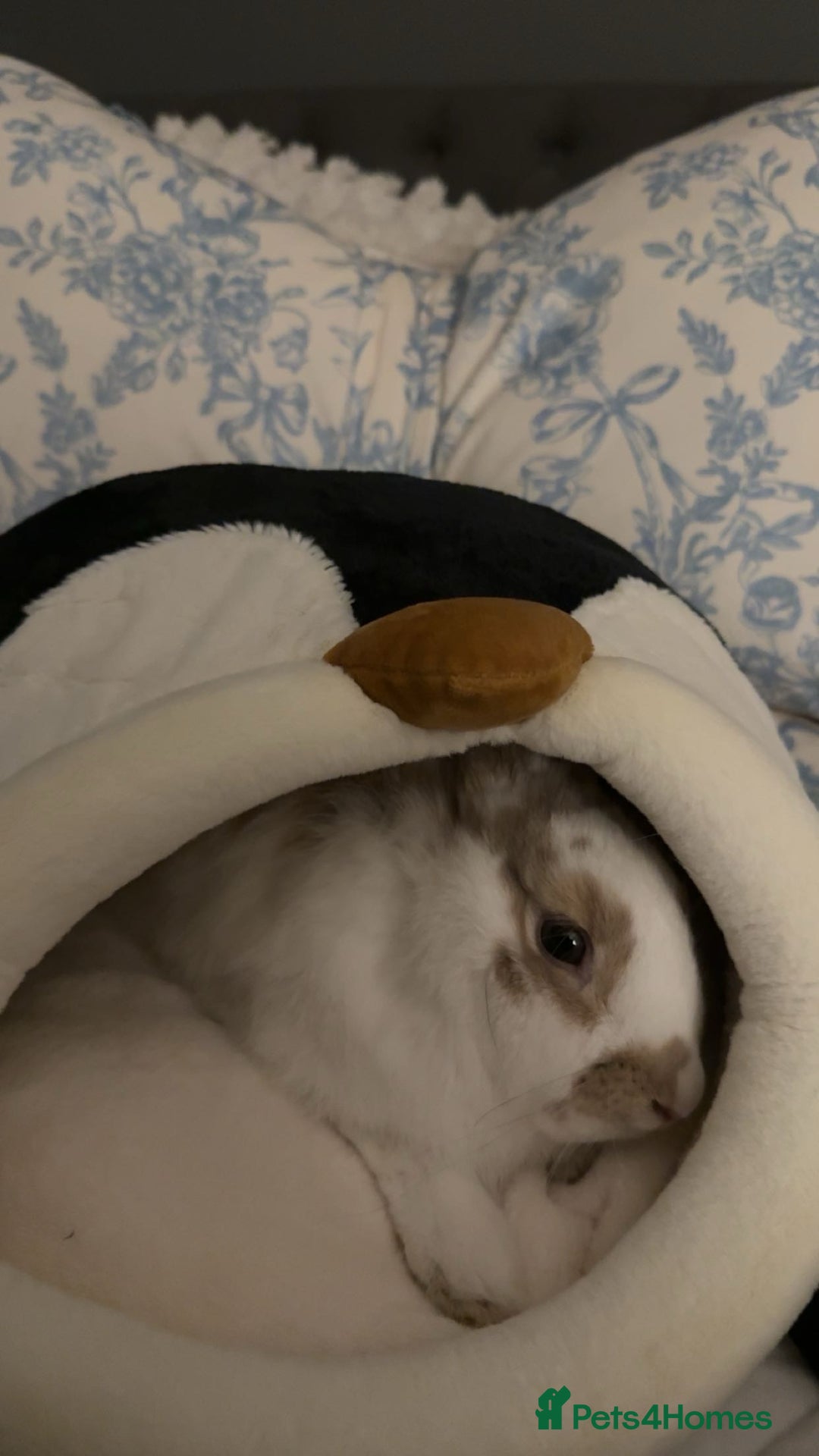 English rabbits for sale: Benji the rabbit  - Image 2
