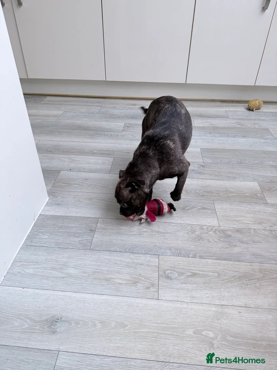 Mixed Breed dogs for sale: Special home wanted for young Frenchton Girl - Advert 4