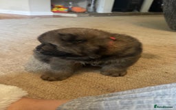 Chow Chow dogs for sale: Puppies looking for new home - Image 11