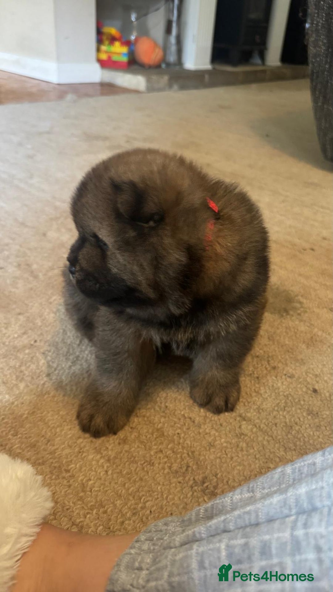 Chow Chow dogs for sale: Puppies looking for new home - Image 11