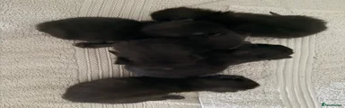 Mixed Breed 5
