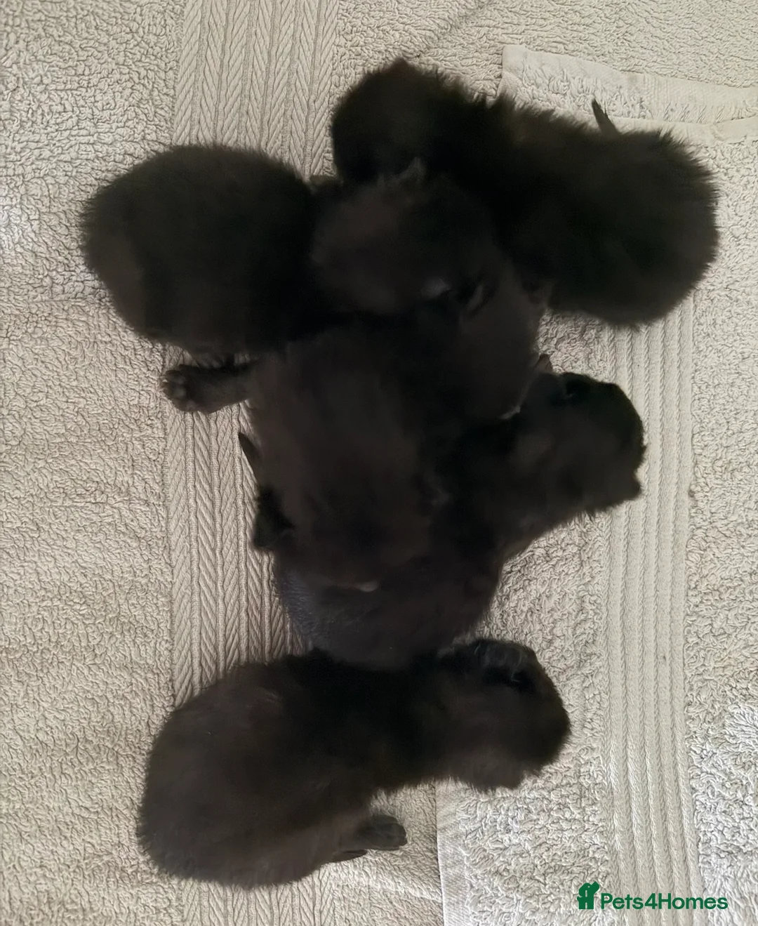 Mixed Breed cats for sale: Kittens for sale  - Advert 2