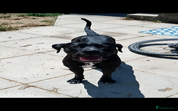 Mixed Breed dogs for sale: Italian daniff(cane corso X great dane ) - Image 1